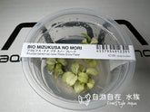 ADA 白雪迷你小榕 Anubias barteri var.nana 'Snow flake' IC126